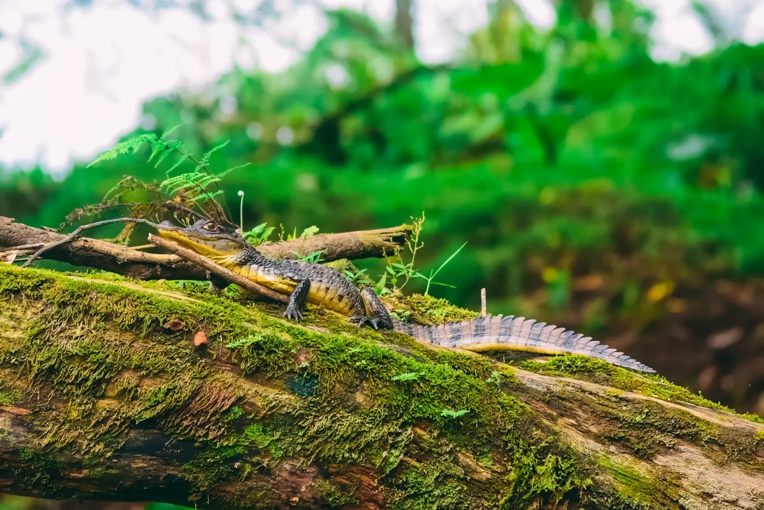 Safari Float Sarapiquí-168