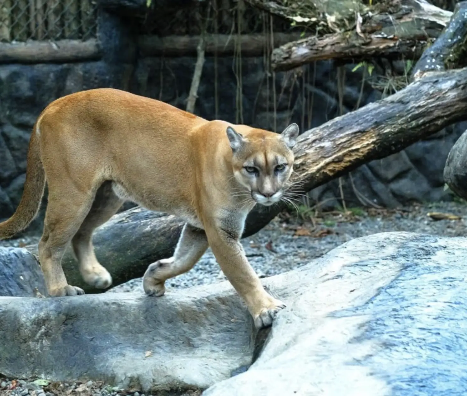 Screen Shot 2025-10-22 at 7.01.27 PM