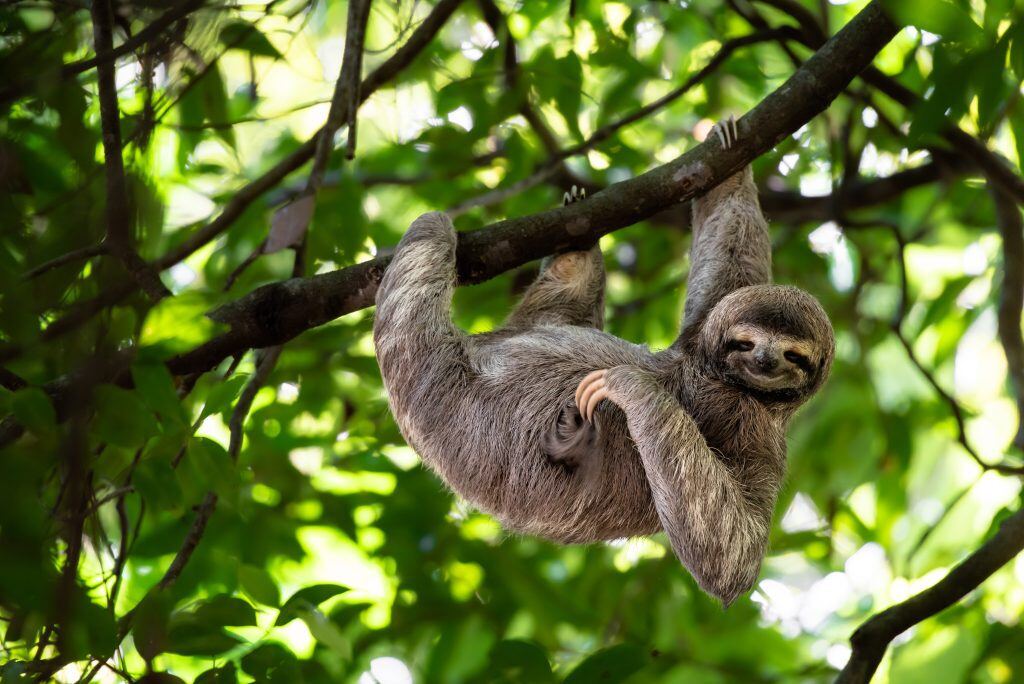 slothy